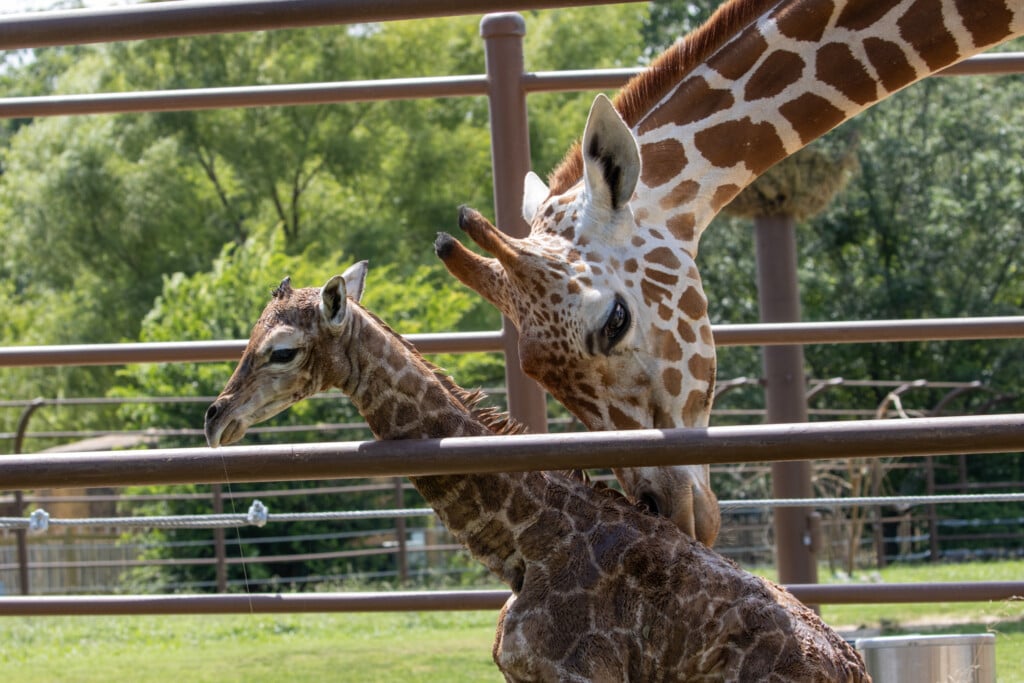 tulsa zoo giraffe calf