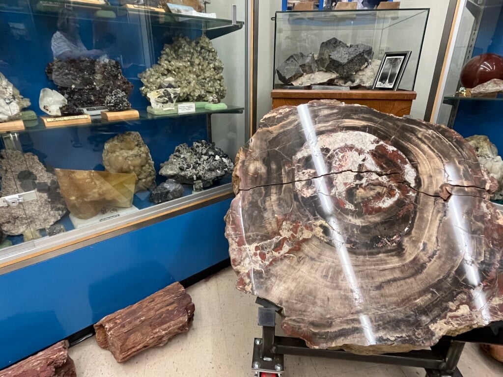 a large slab of petrified wood at elsing museum