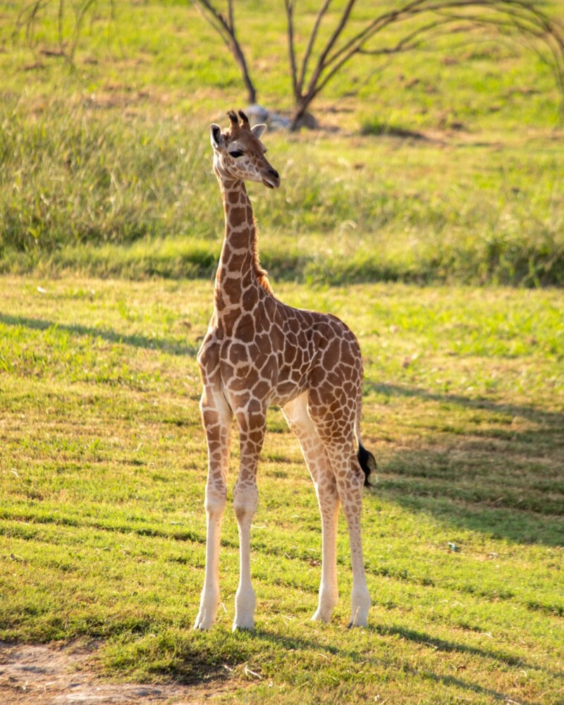 Tulsa Zoo Announces Baby Giraffe Name - TulsaKids Magazine