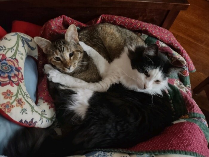 Lizzy And Darcy