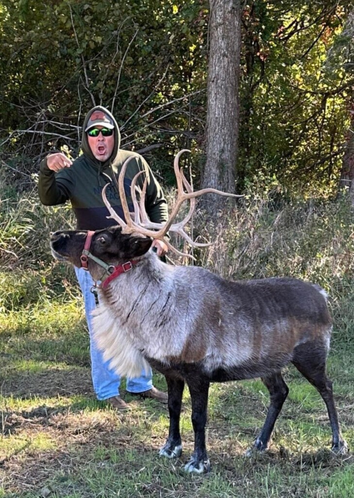 Nick, owner of the Reindeer Club of Oklahoma, Shows Off One Of His Adorable Reindeer