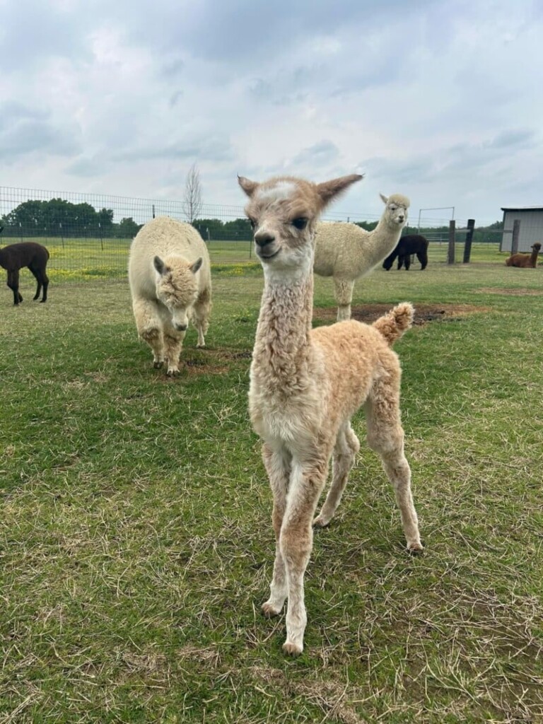 Fleecy Friends Alpacas