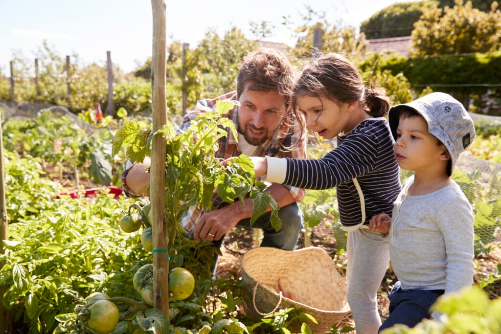 Father And Children Looking At Tomatoes growing in garden