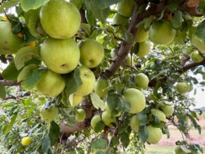 Livesay Orchards: Our First Visit - TulsaKids Magazine