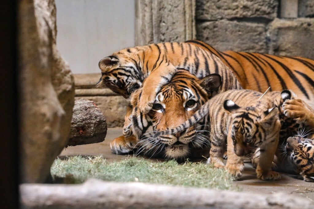 Malayan tiger mother at Tulsa Zoo with cubs, one on top of her head