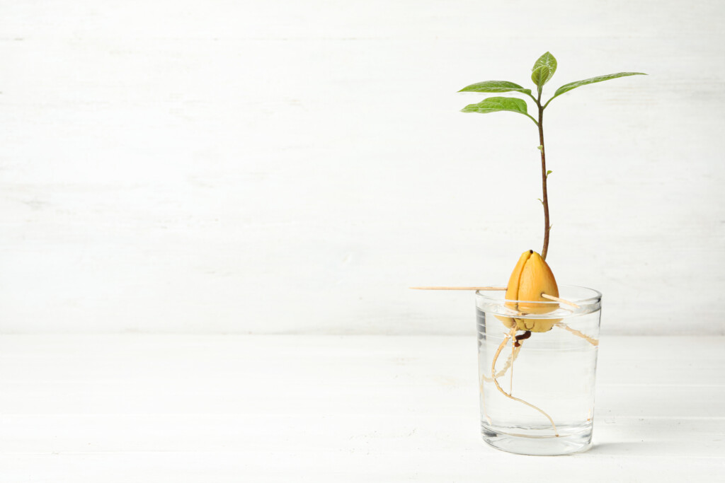 growing an avocado tree
