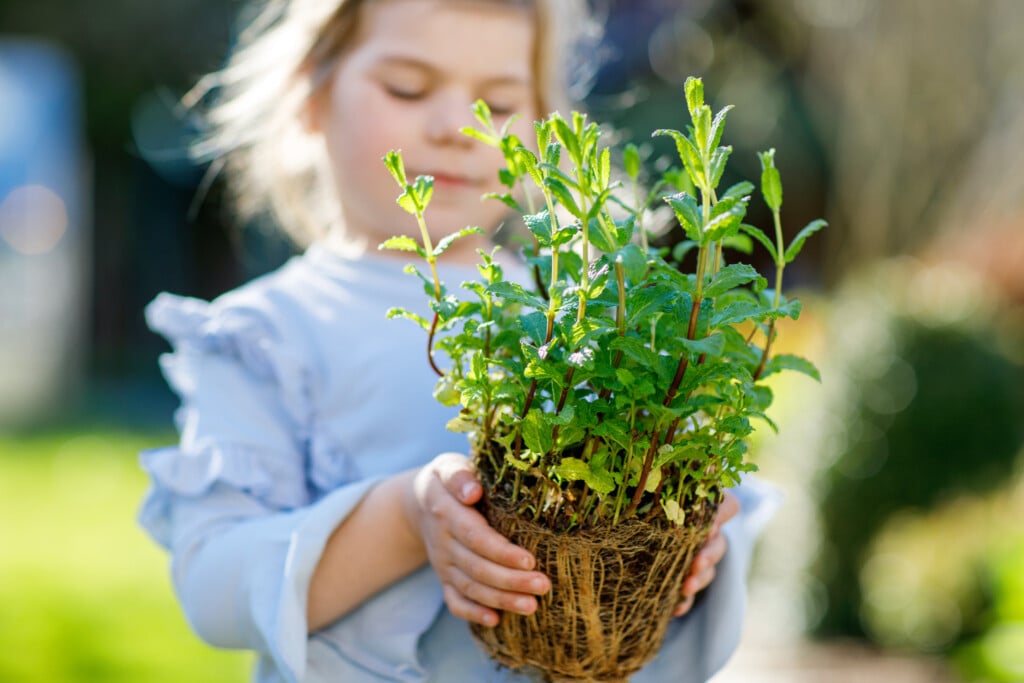 a little girl holding a live herb, for an article on growing herbs with kids