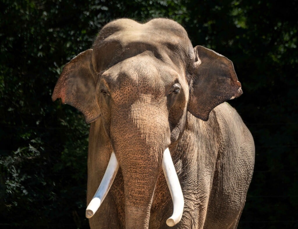 Asian Elephant Male Billy