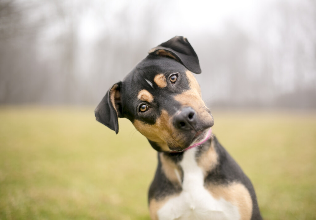 A Tricolor Mixed Breed Dog Listening Intently With A Foggy Background