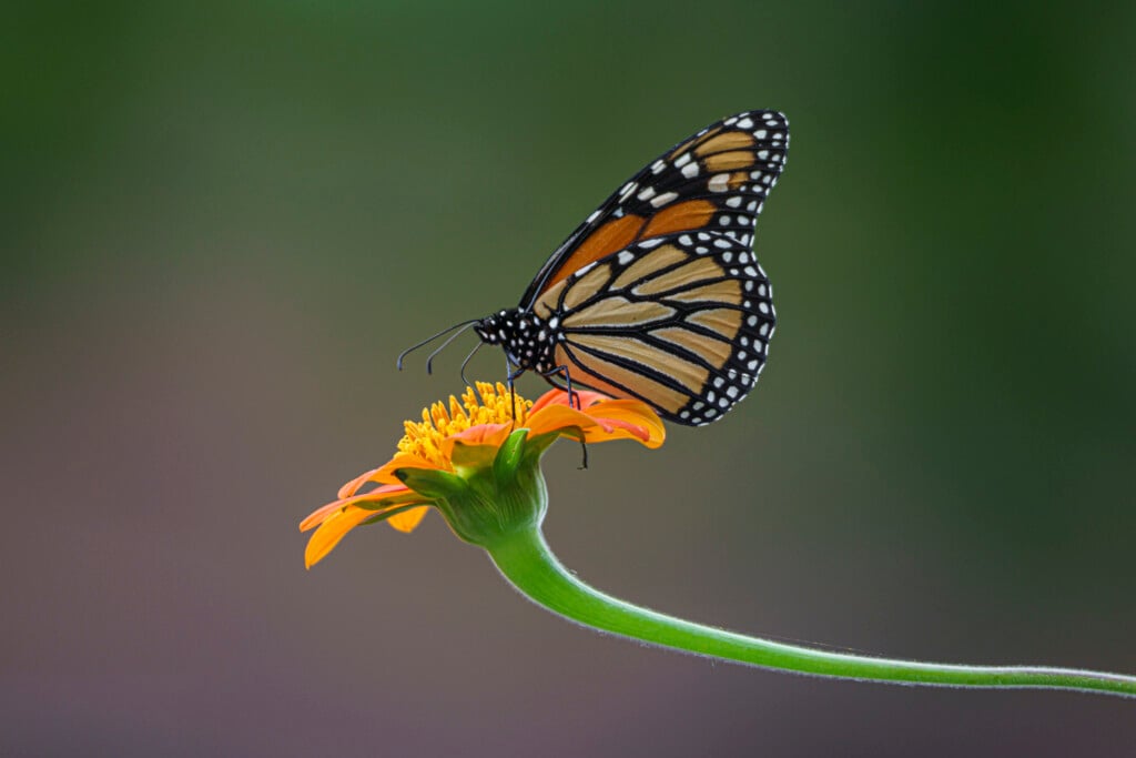 A Monarch Butterfly Feeding On A Mexican Sunflower