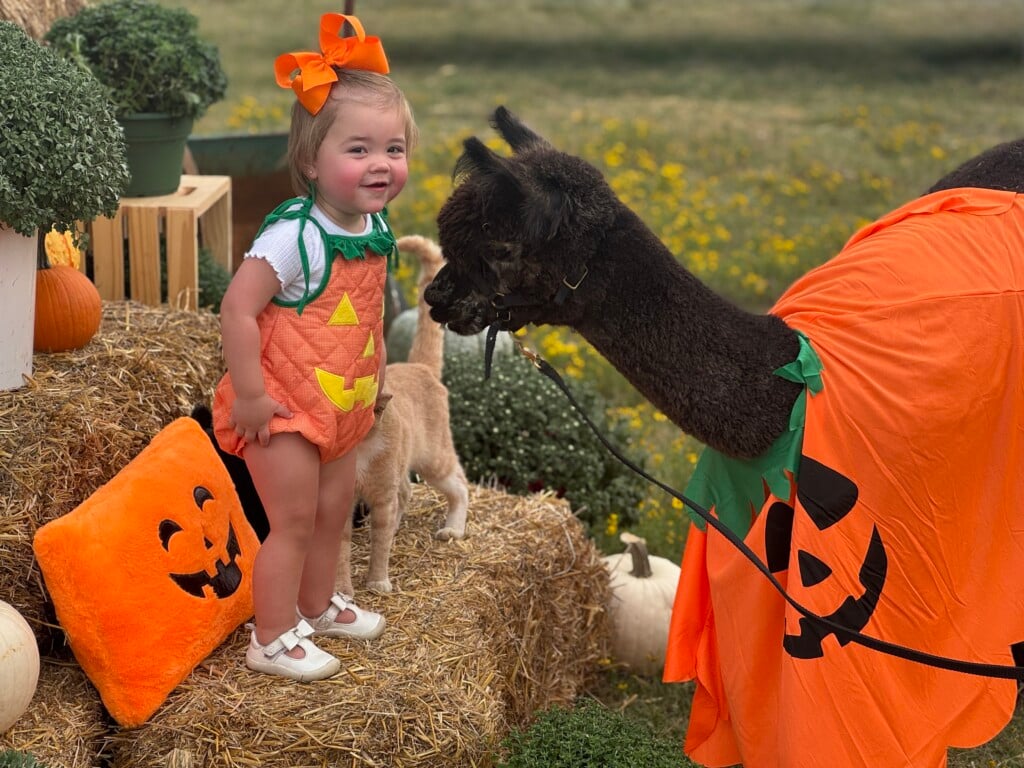 a young girl in a pumpkin outfit with an alpaca also dressed as a pumpkin