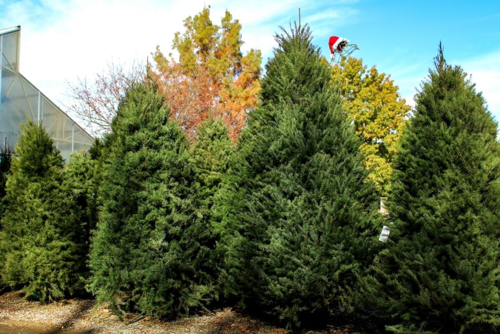 Christmas trees at Southwood