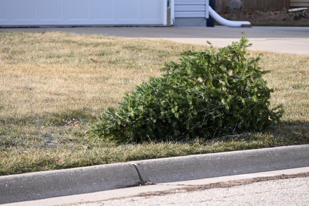 Discarded Christmas Tree