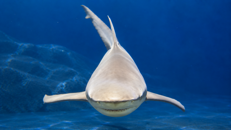 Oklahoma Aquarium