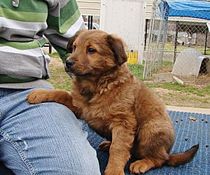a puppy at the tulsa spca