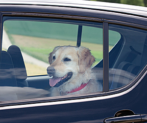 dog in car, for article on pets in the heat