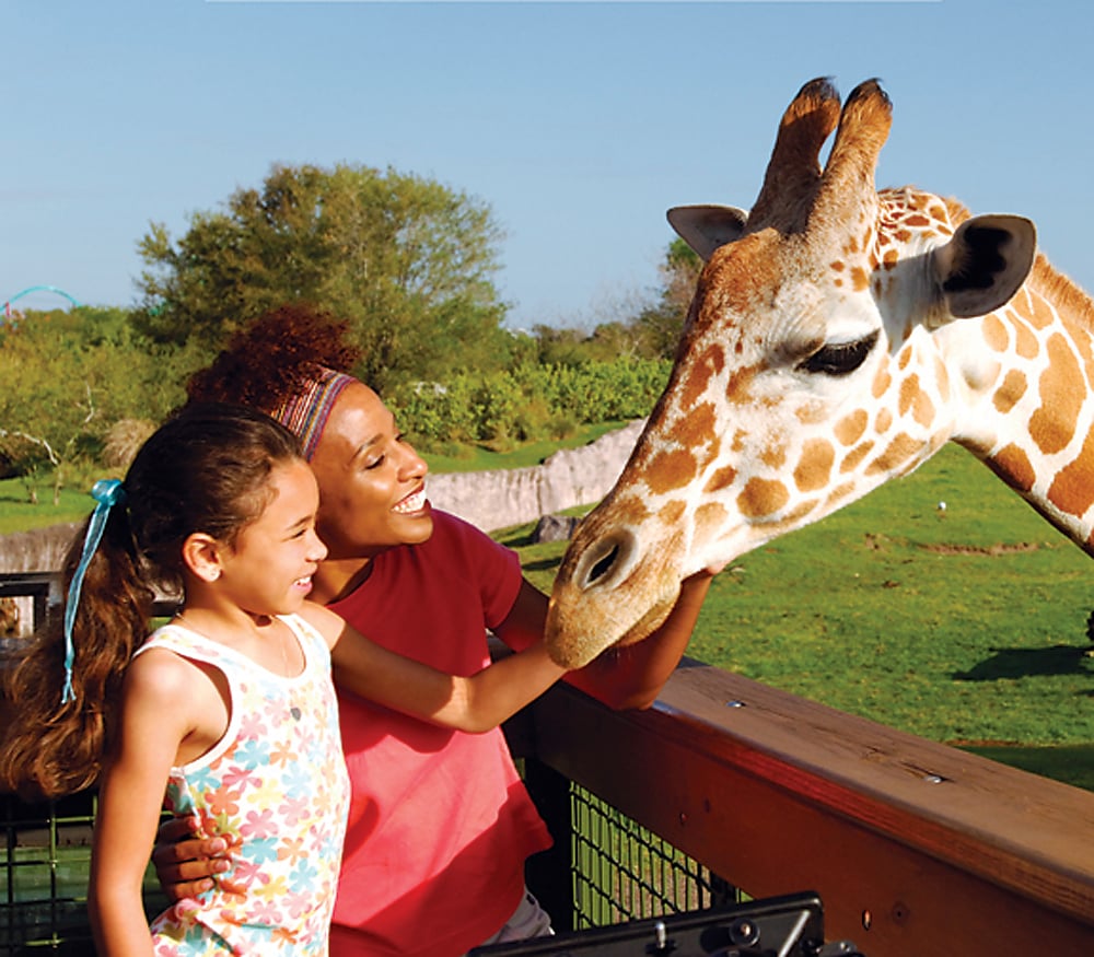 on a safari in tampa florida. feeding a giraffe