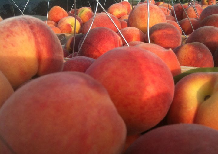 Peach Season Arrives in Chilton County WAKA 8