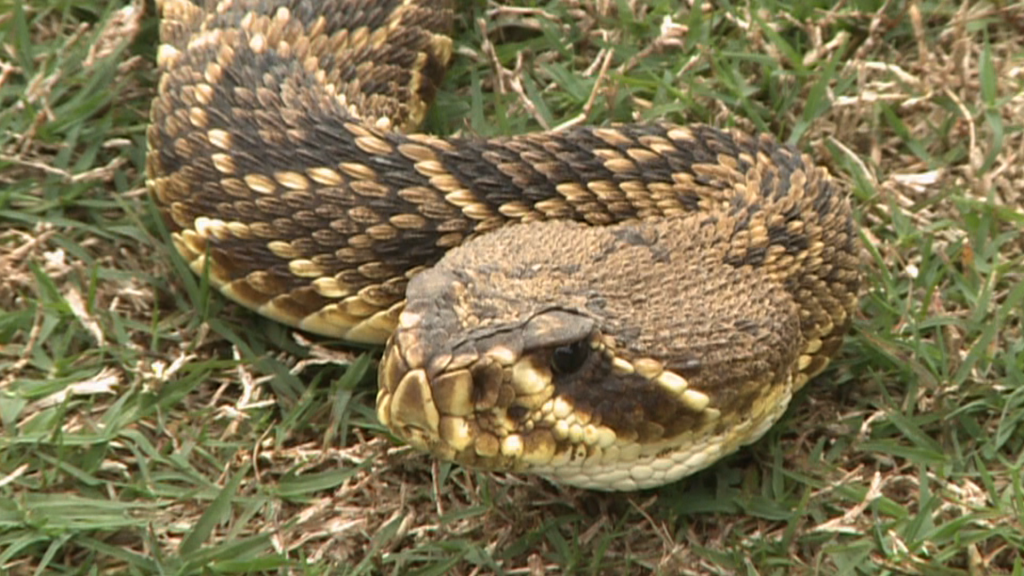 Opp Rattlesnake Rodeo Draws Large Crowd WAKA 8