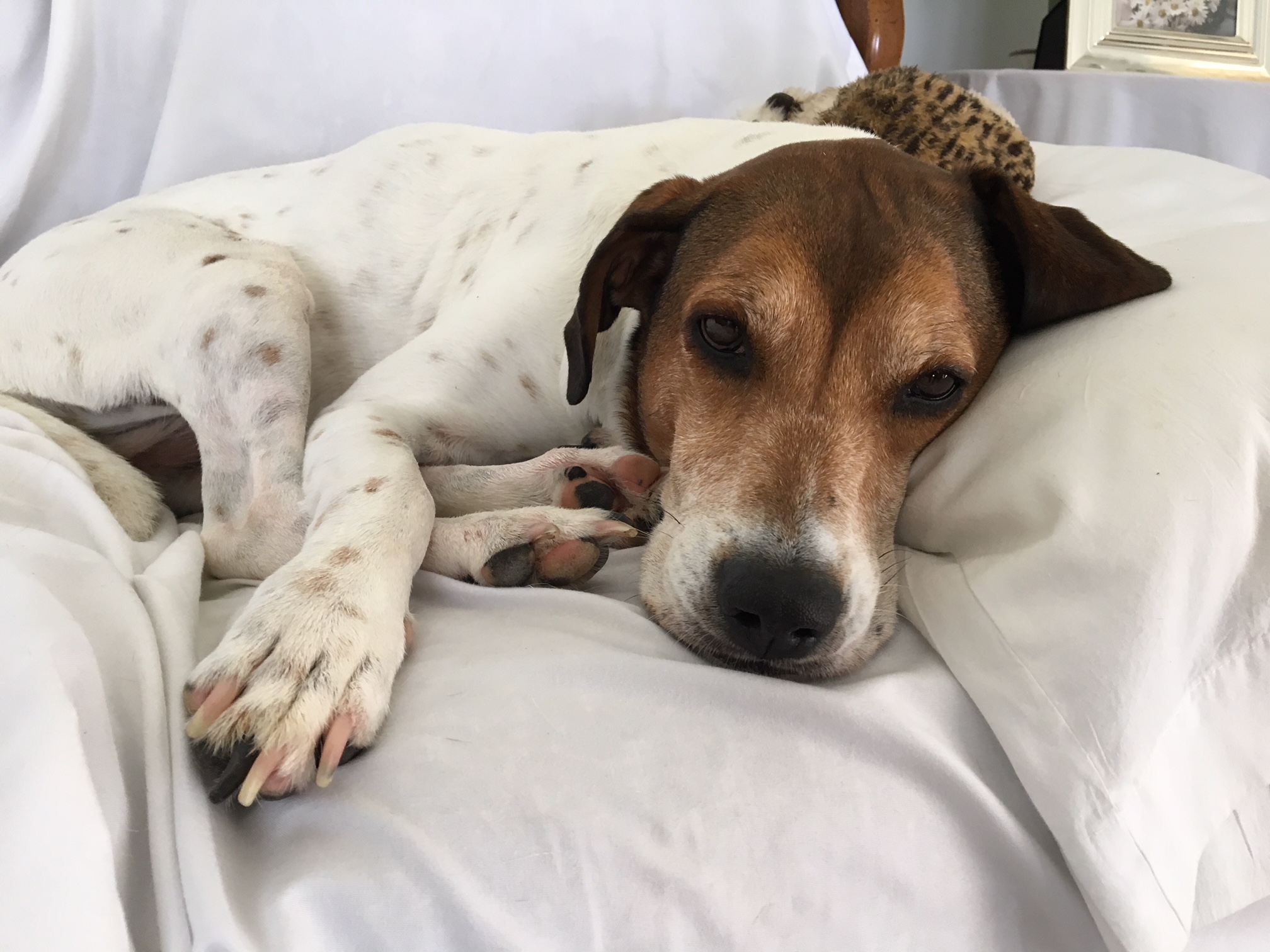 Protect Your Pup!  Understanding Canine Flu & Parainfluenza - 0v2ct7r
