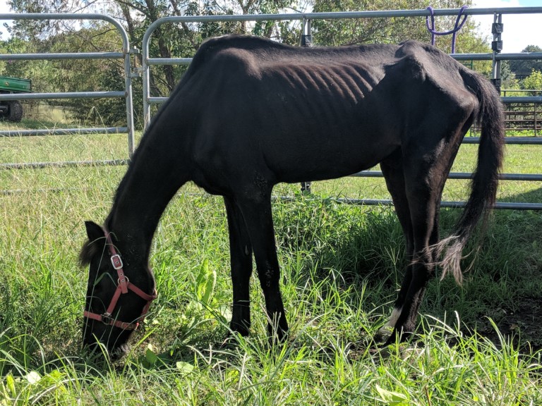 GoFundMe Set Up To Help Nurse Malnourished Horse Back to Health WAKA 8