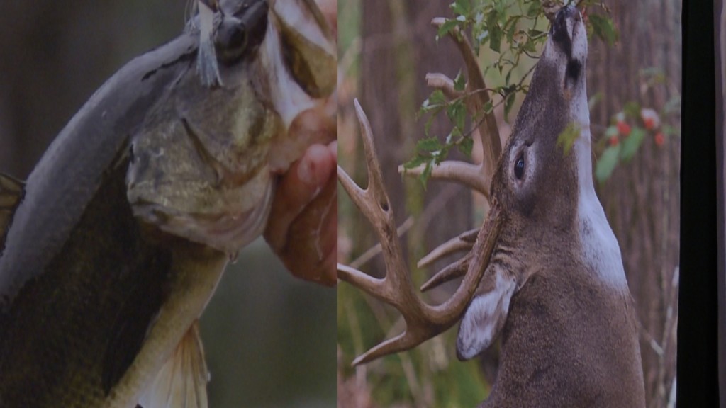 Large Mouth Bass and White-Tailed Deer from the Black Belt Region of Alabama
