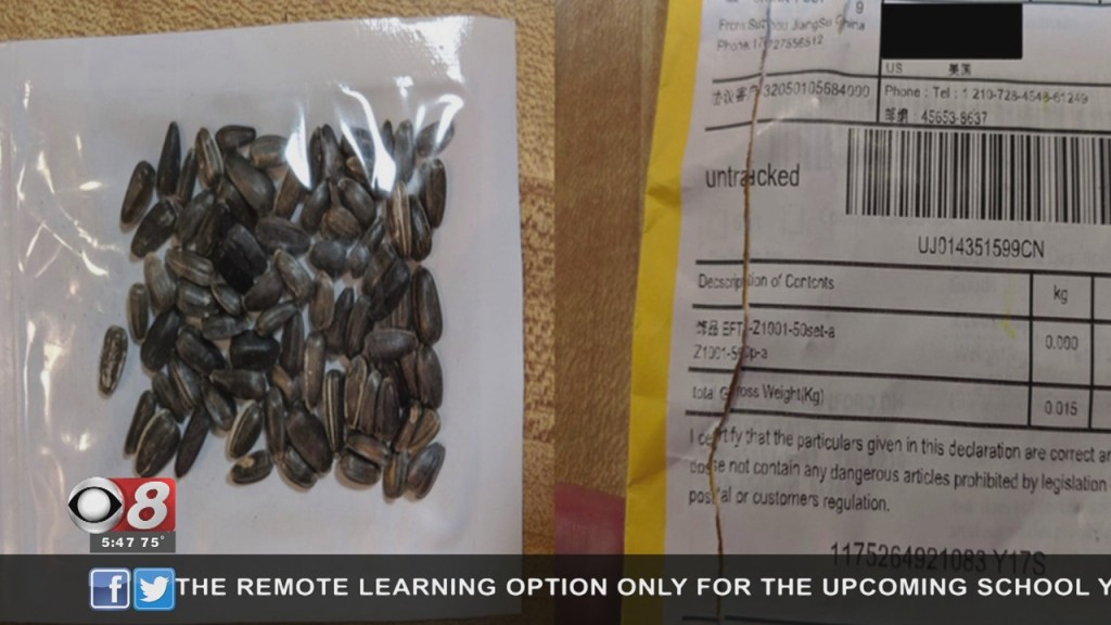 Wtt Mystery Seeds 072920