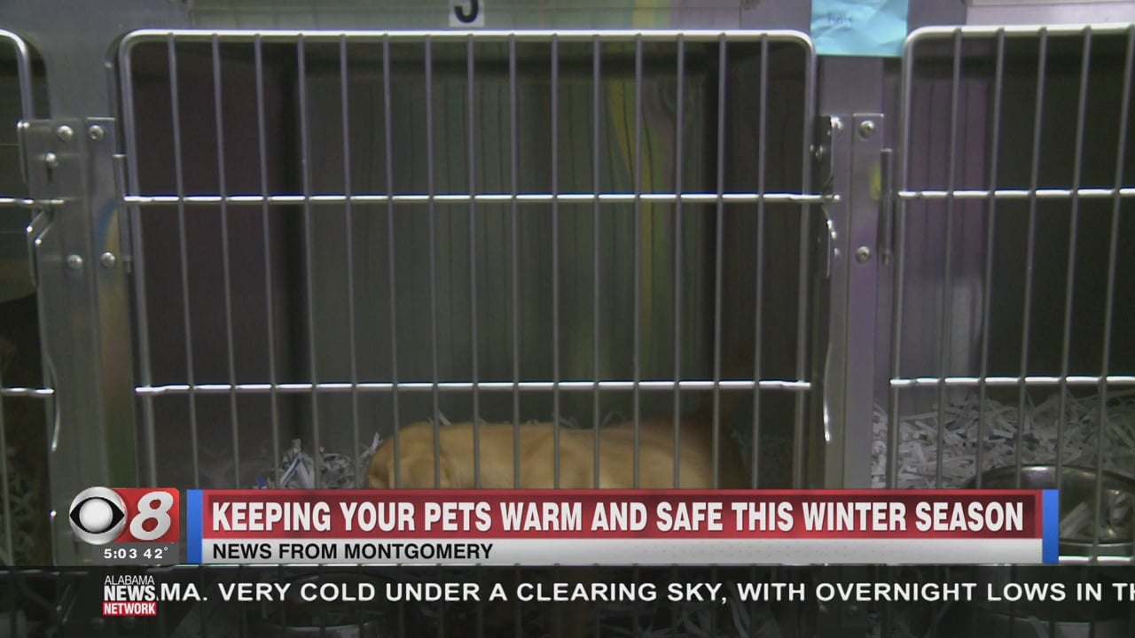 Local Humane Society Gives Winter Safety Tips for Pet Owners - WAKA 8