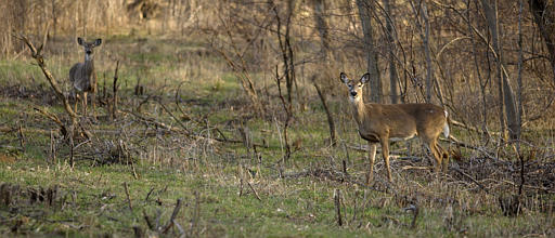 Chronic Wasting Disease Found in Deer Within 25 Miles of Alabama - WAKA 8