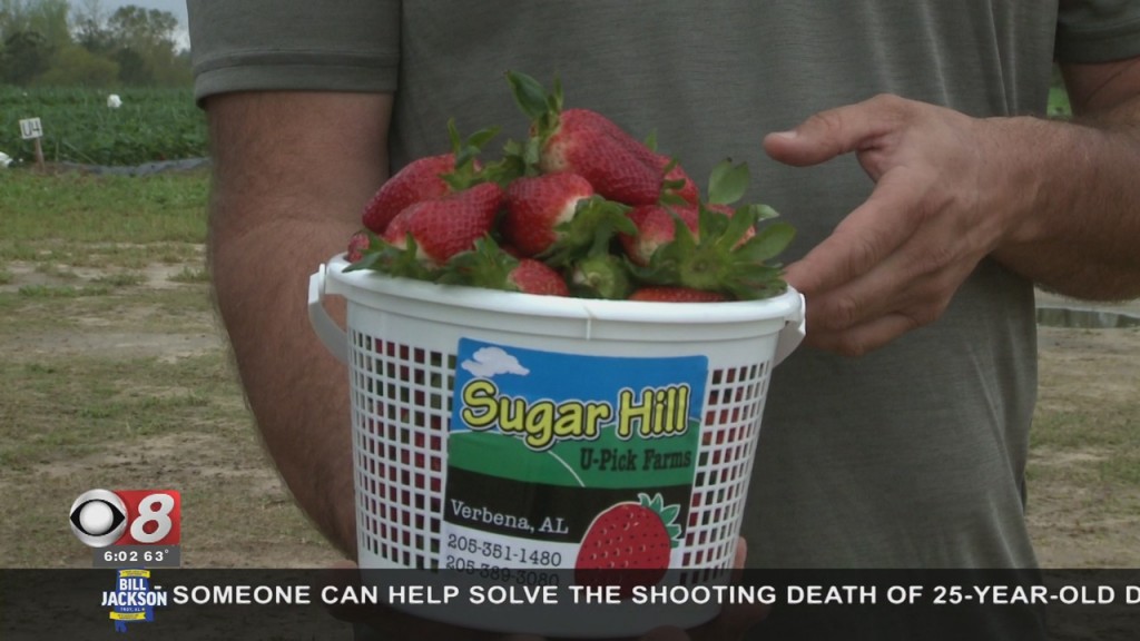 Freezing And Strawberry Farm