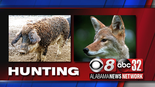 Huntingferalhogscoyote