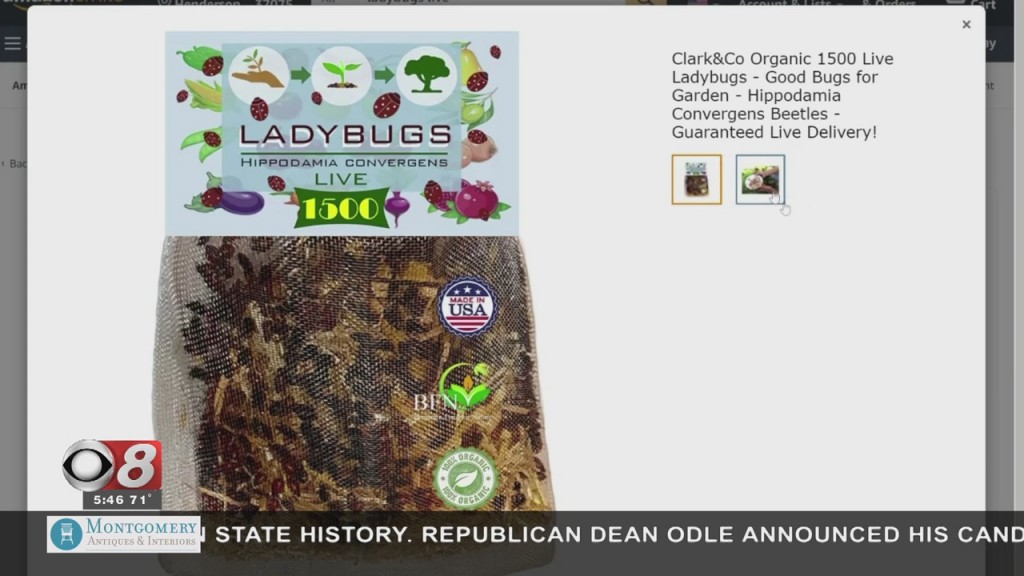 Wtt Weird Items On Amazon 060221