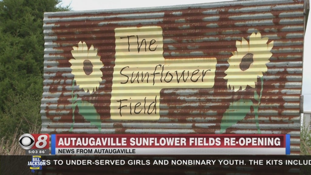 Sunflower Field