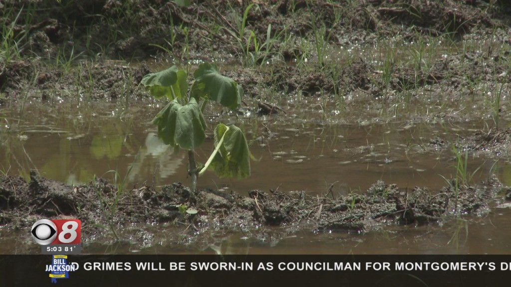 Rain Damaging Crops