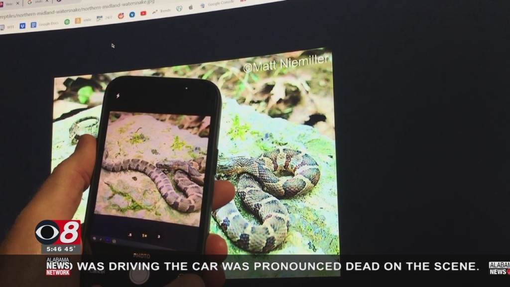 Wtt App Of The Day Snakesnap 040422