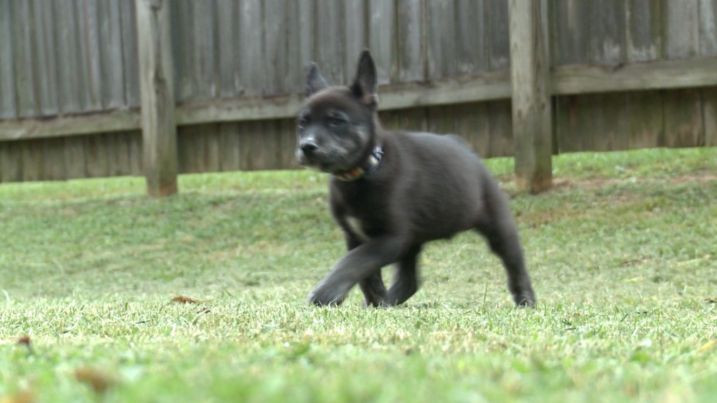 Fireworkspets0629 Pic