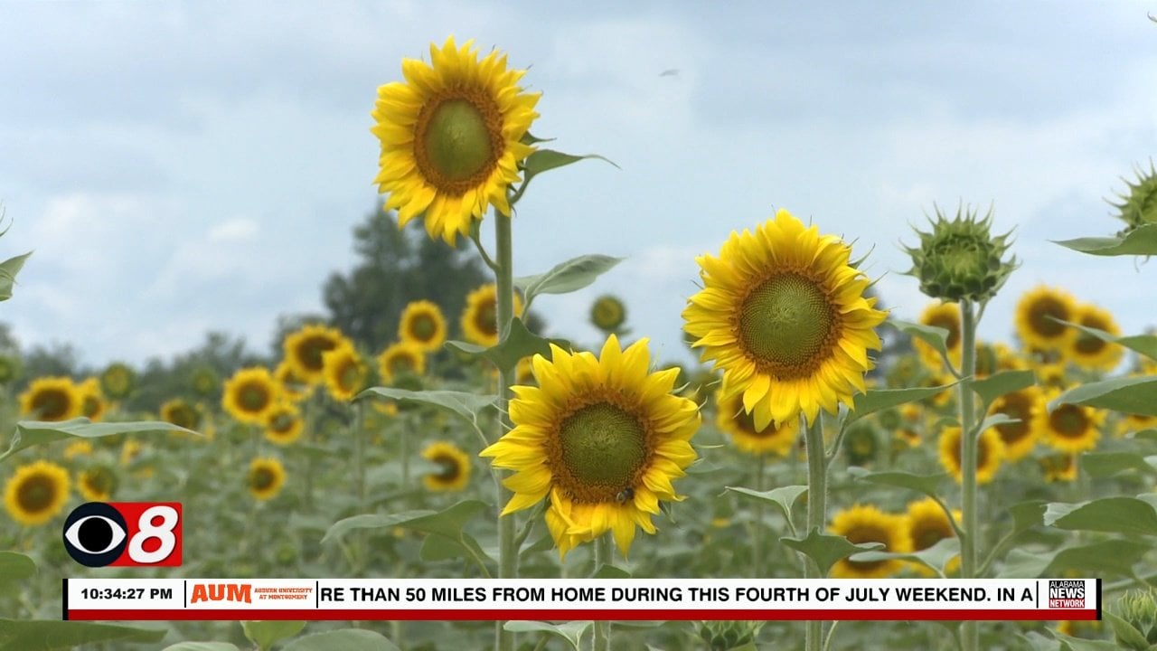 Autaugaville Sunflower Fields Now Open to the Public WAKA 8