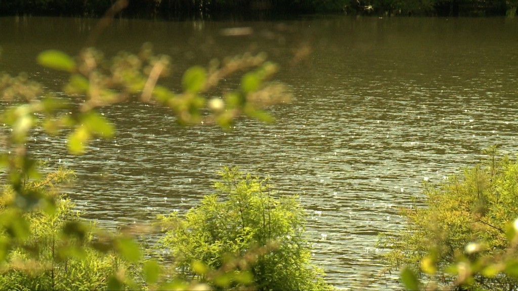 Wal Vgdrowning0729 Fox Mini