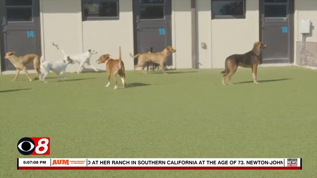 No Kill Shelter