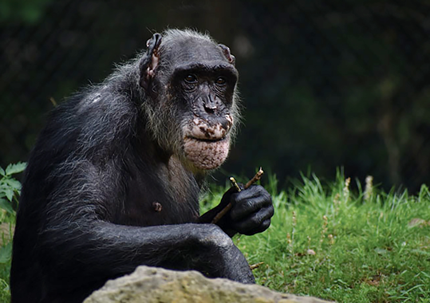Snika Chimpanzee At Montgomery Zoo