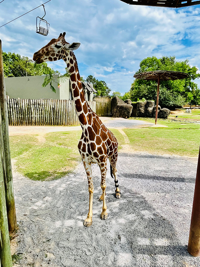 Montgomery Zoo Jenna Rg