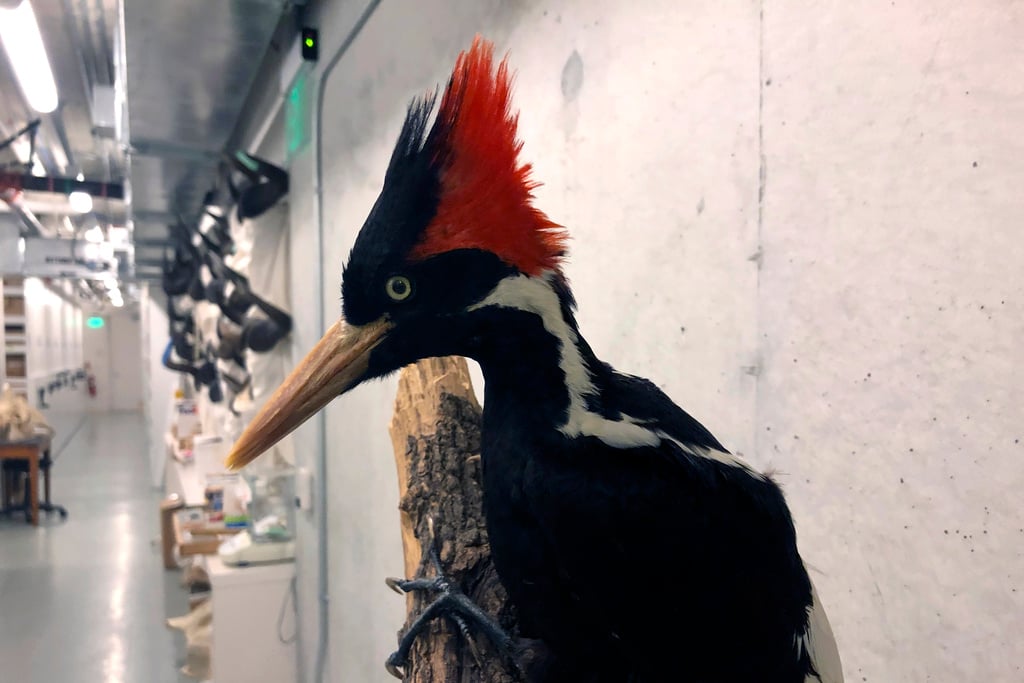 Ivory Billed Woodpecker