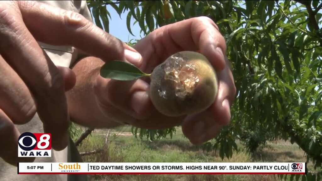 Peach Crop Damaged