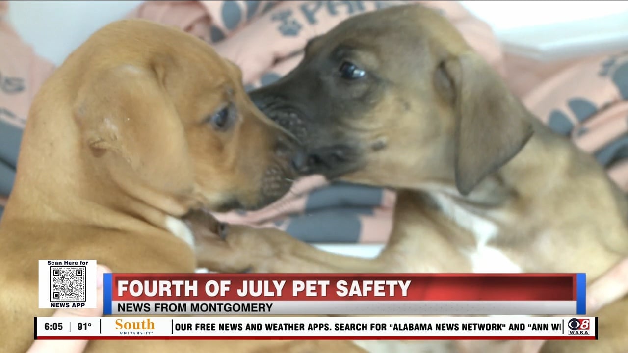 Keep your pets safe and calm during 4th of July fireworks - WAKA 8