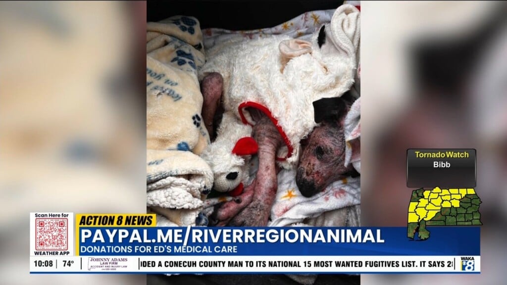 River Region Animal Rescue Caring For Abused Puppy With Severe Burns