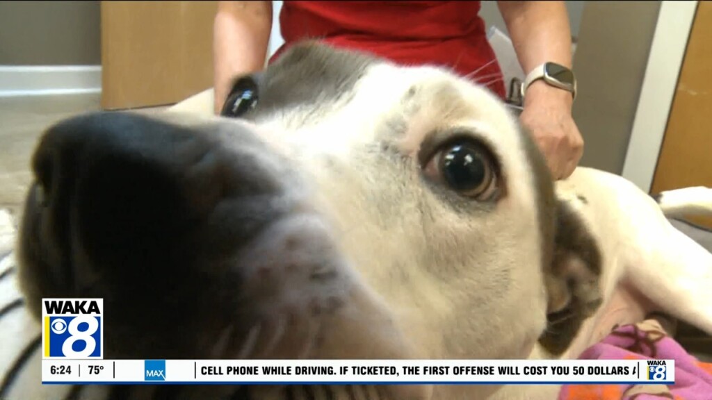 Pets Of The Week: June 17