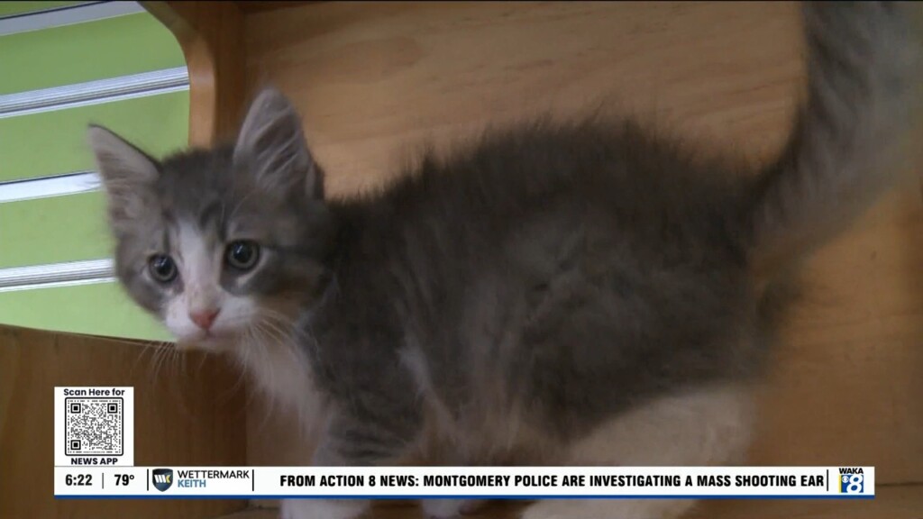 Pets Of The Week: June 24
