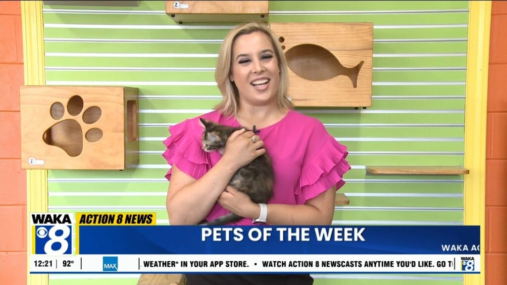 Pets Of The Week At The Montgomery Humane Society July 8, 2024