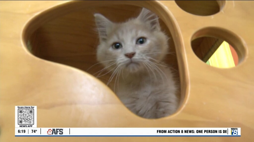Pets Of The Week: July 29