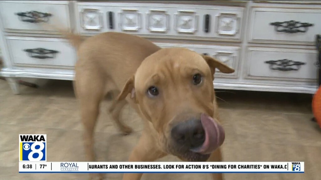 Pets Of The Week: July 1